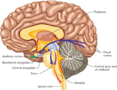 Diagram of Brain 